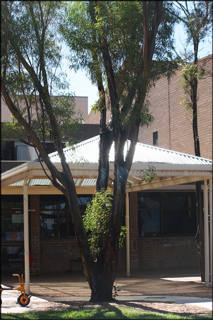 whyalla childcare